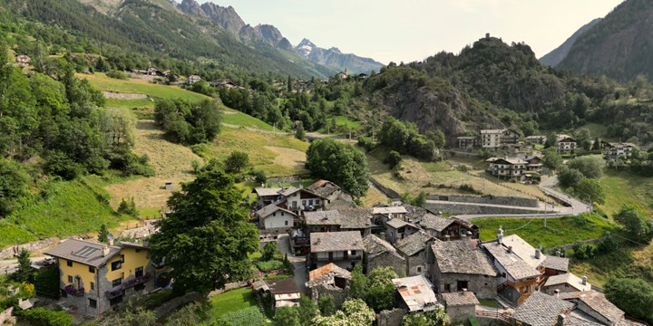 La pianta monumentale di Oyace